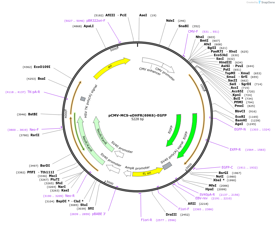 172101-plasmid-map-sequence-id-340529