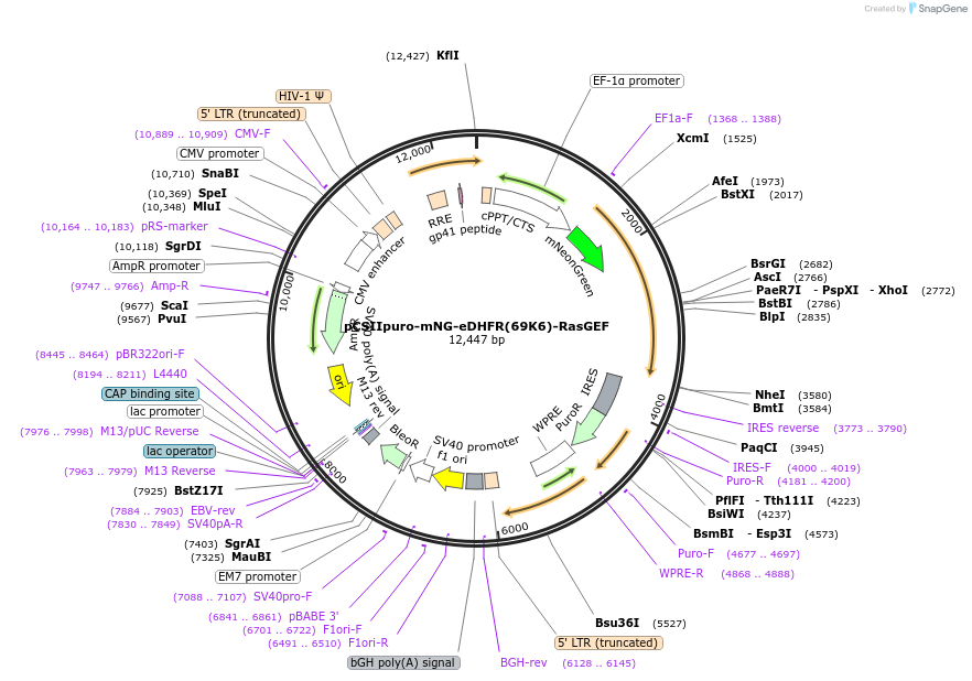 172104-plasmid-map-sequence-id-340530