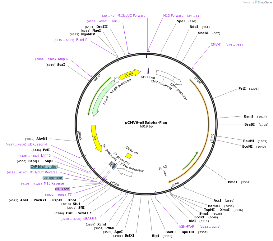1399-plasmid-map-sequence-id-340532