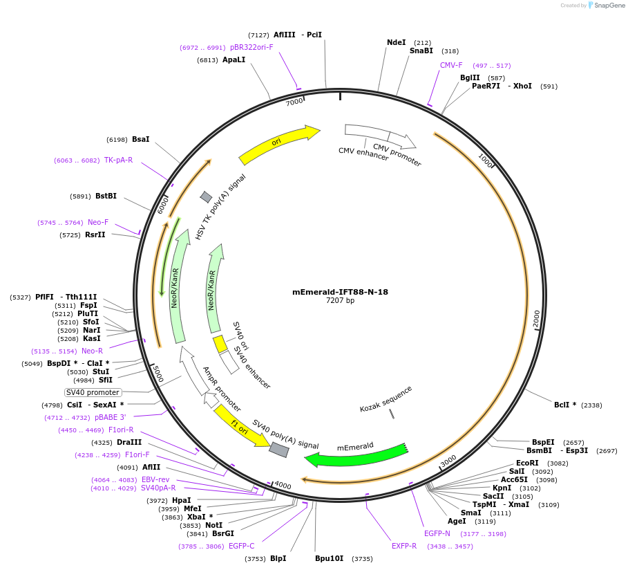 54125-plasmid-map-sequence-id-340533