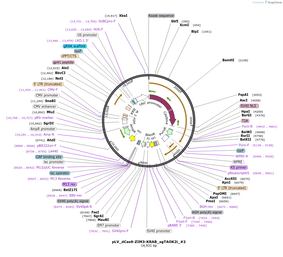 172984-plasmid-map-sequence-id-340535
