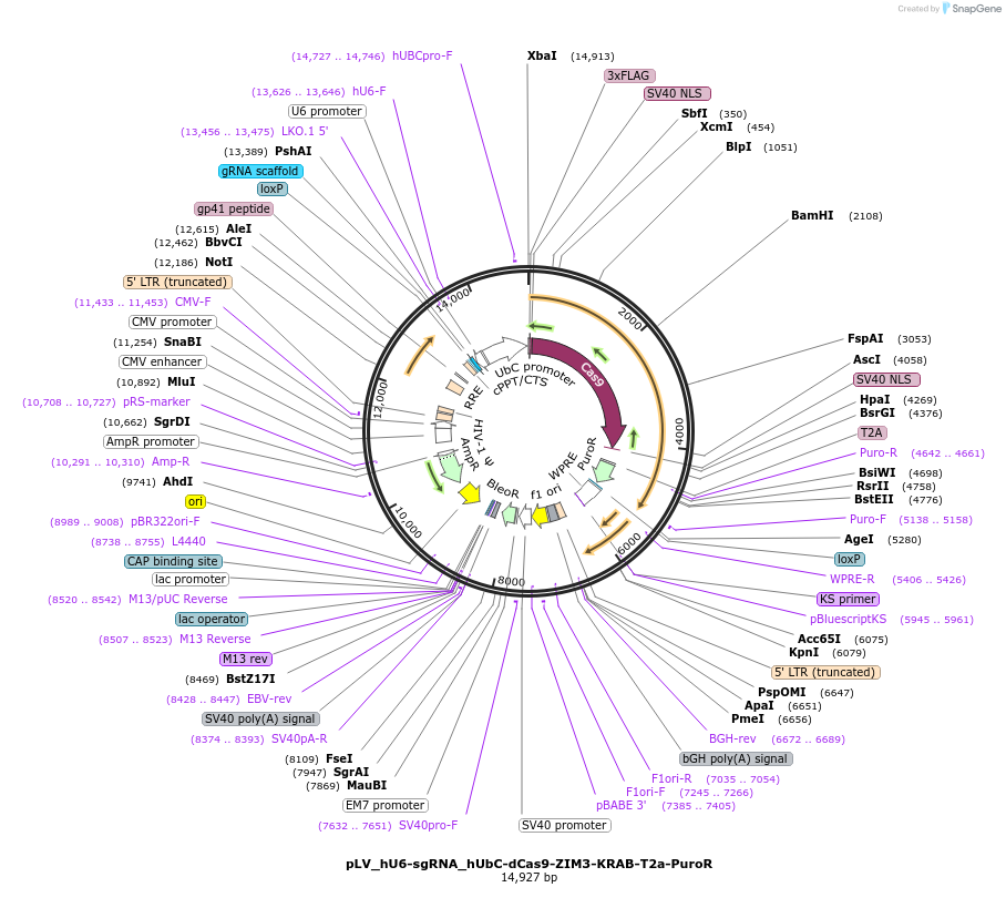 172982-plasmid-map-sequence-id-340536