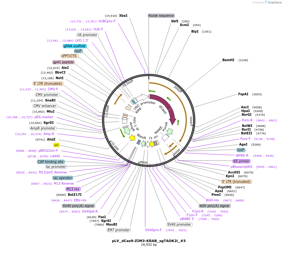 172985-plasmid-map-sequence-id-340537