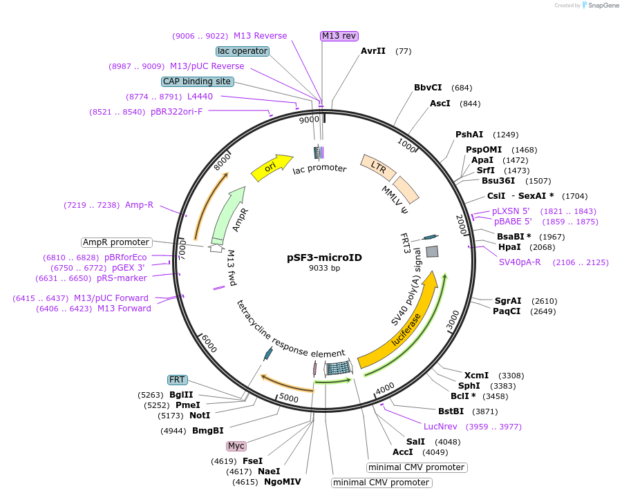 172880-plasmid-map-sequence-id-340538
