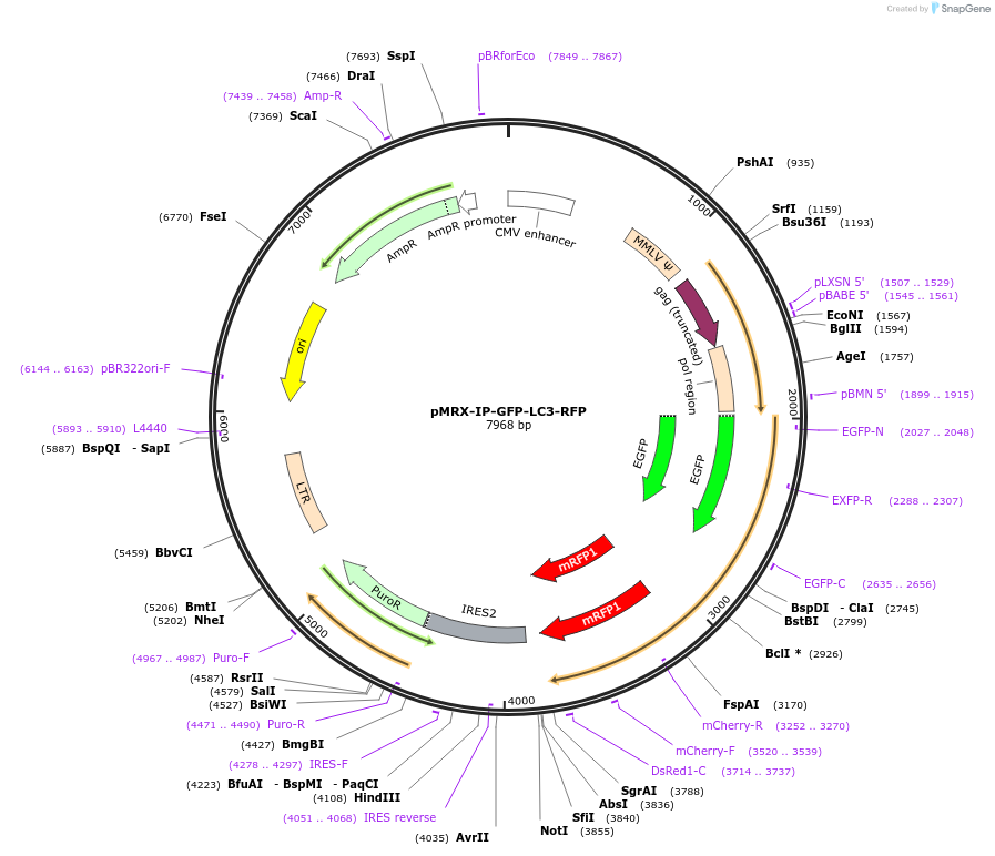 84573-plasmid-map-sequence-id-340539