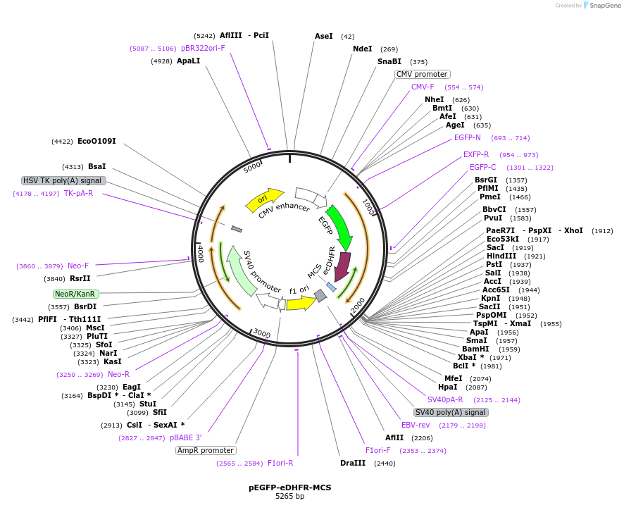 172108-plasmid-map-sequence-id-340555