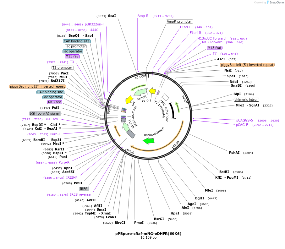 172107-plasmid-map-sequence-id-340558