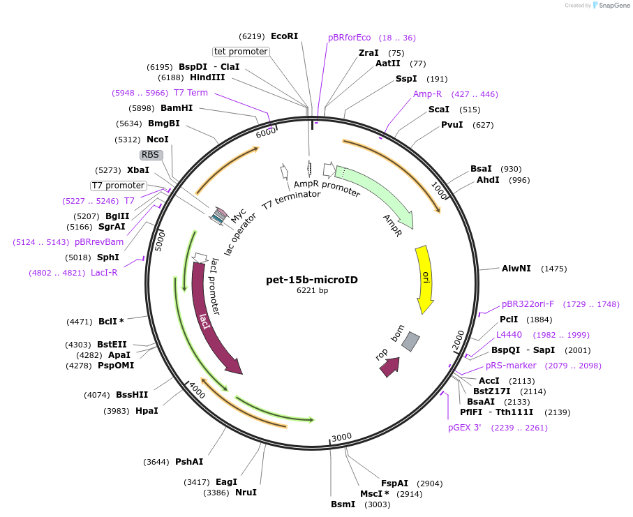 172881-plasmid-map-sequence-id-340559