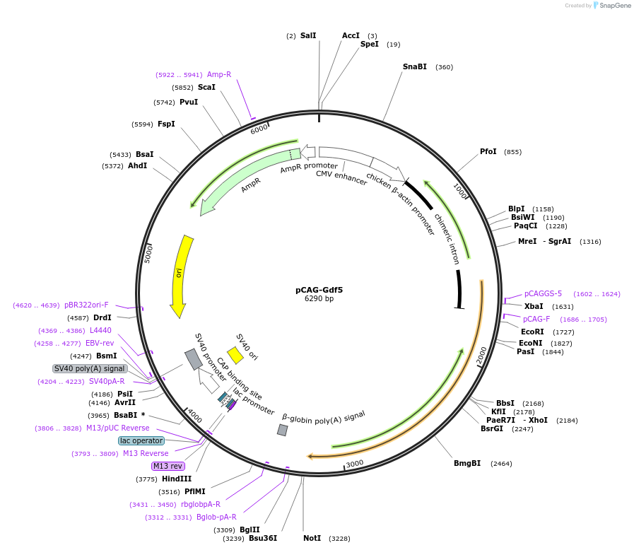 163596-plasmid-map-sequence-id-340561