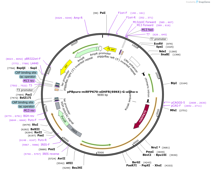 172105-plasmid-map-sequence-id-340562