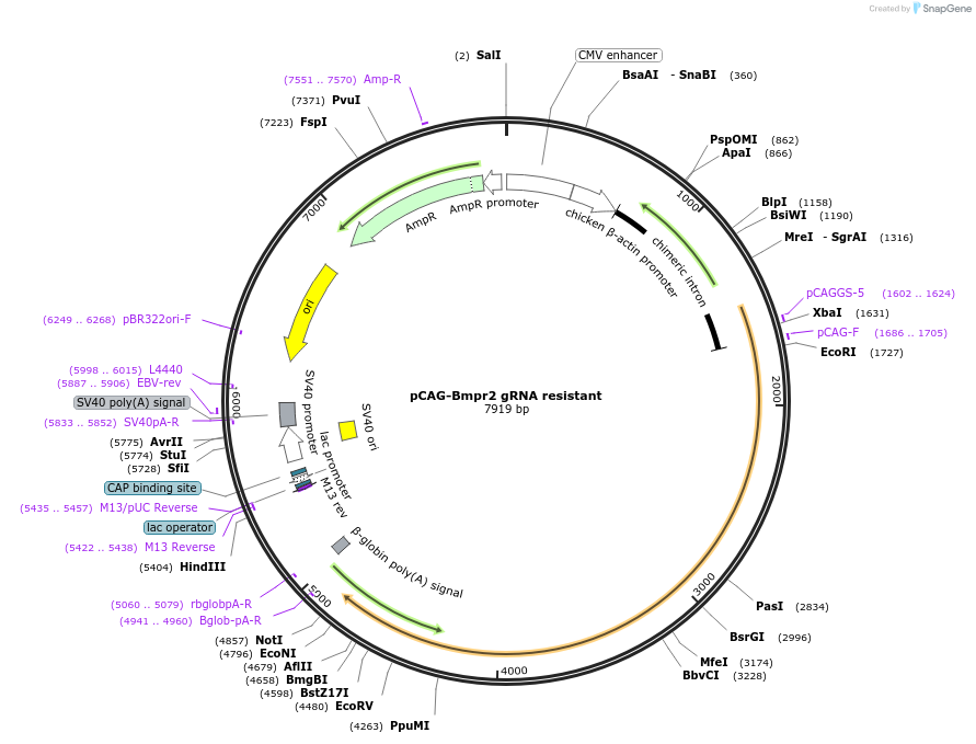163408-plasmid-map-sequence-id-340563