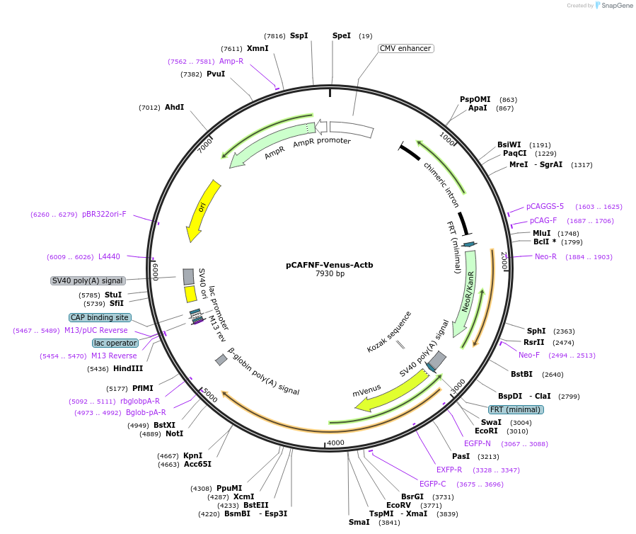 169788-plasmid-map-sequence-id-340568