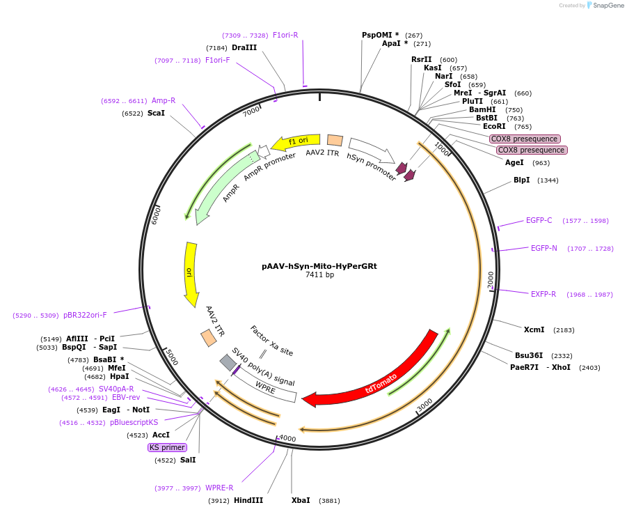 173198-plasmid-map-sequence-id-340570