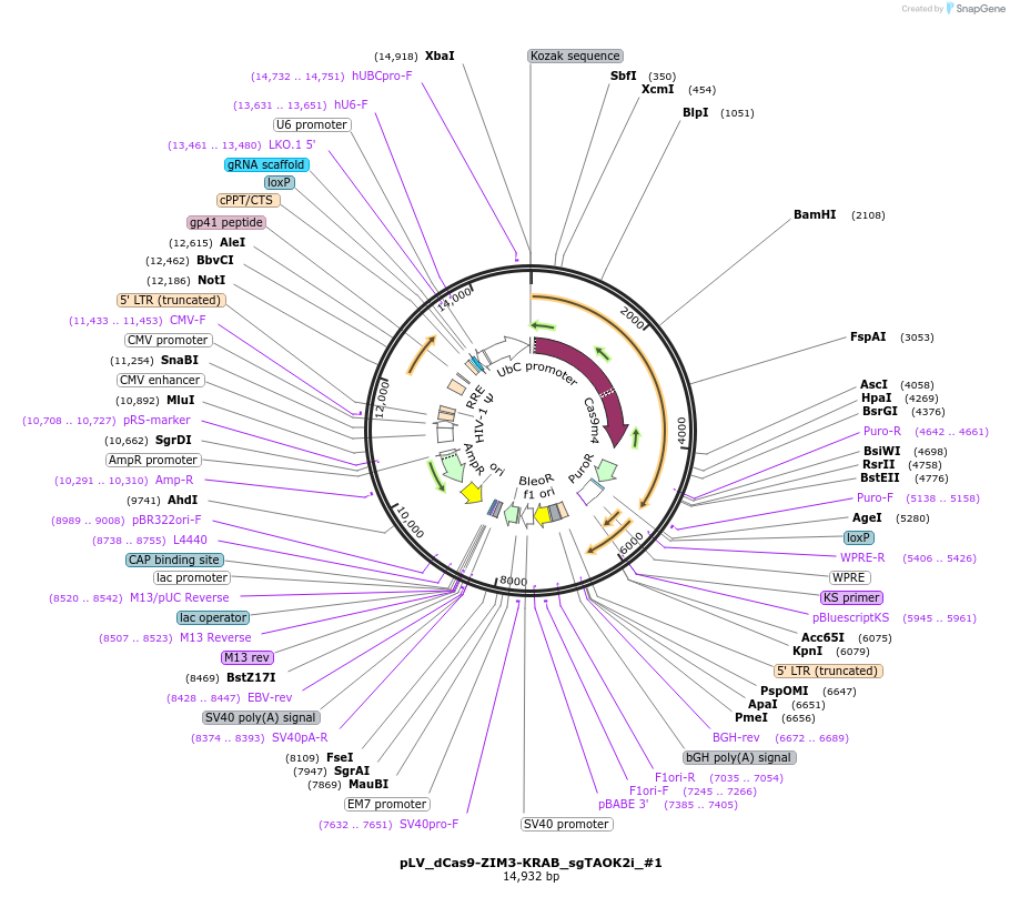 172983-plasmid-map-sequence-id-340587