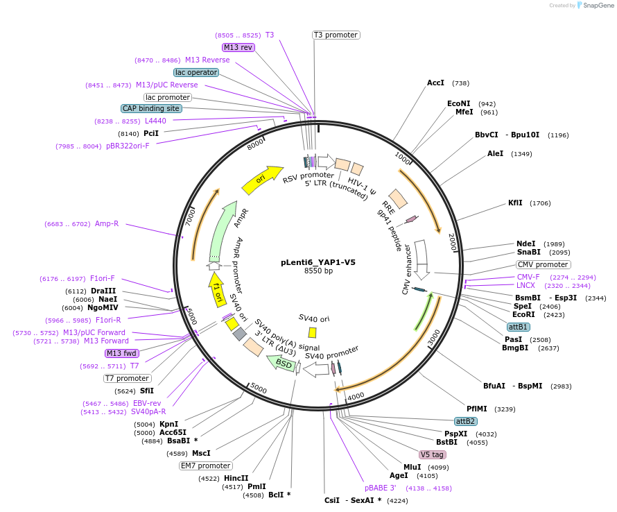 173002-plasmid-map-sequence-id-340588