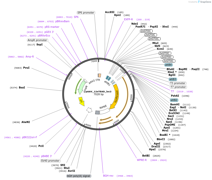 173004-plasmid-map-sequence-id-340589