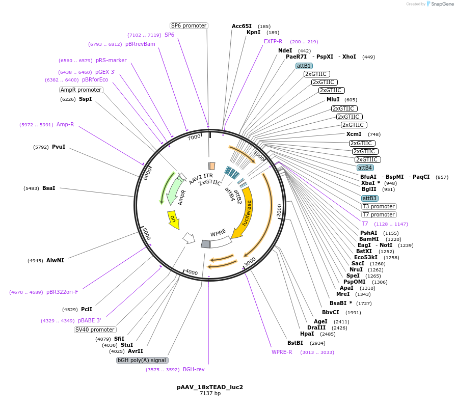 173003-plasmid-map-sequence-id-340590