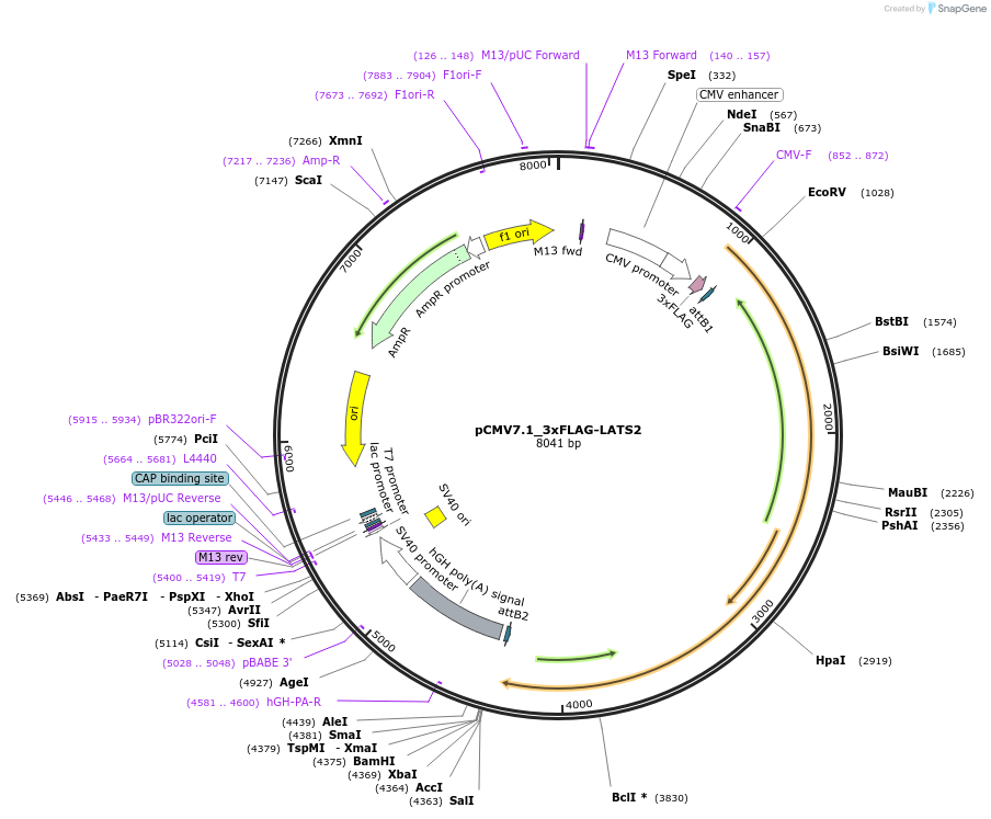 172987-plasmid-map-sequence-id-340591