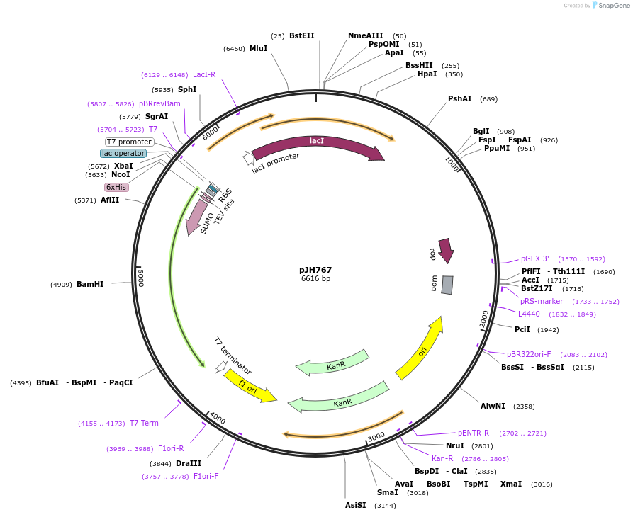 172172-plasmid-map-sequence-id-340743