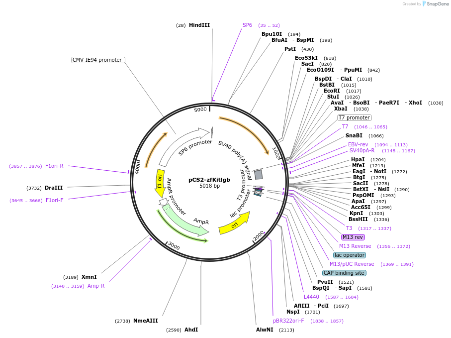 168200-plasmid-map-sequence-id-340745