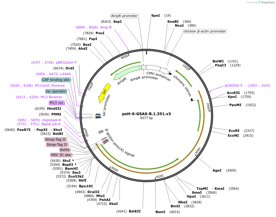 173787-plasmid-map-sequence-id-340760