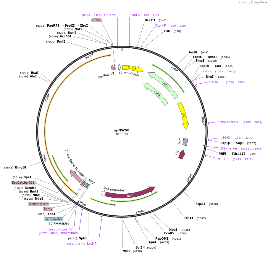 173486-plasmid-map-sequence-id-340780