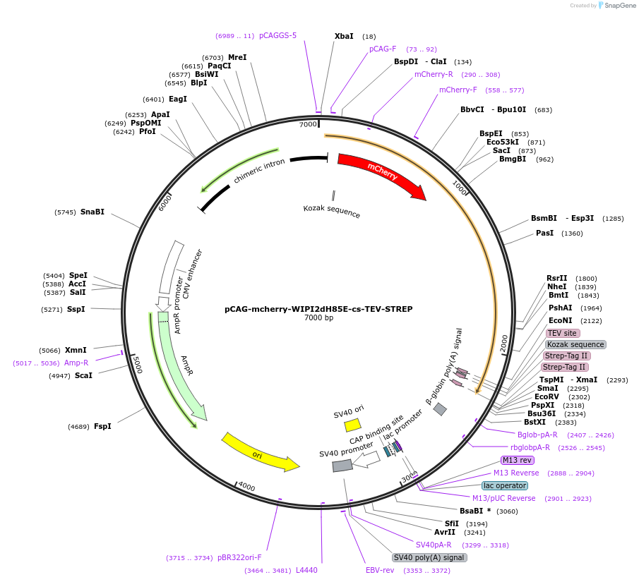 171838-plasmid-map-sequence-id-340787