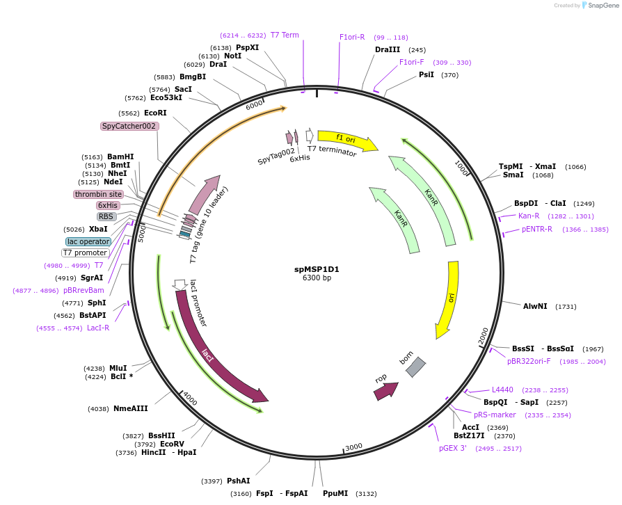 173482-plasmid-map-sequence-id-340791