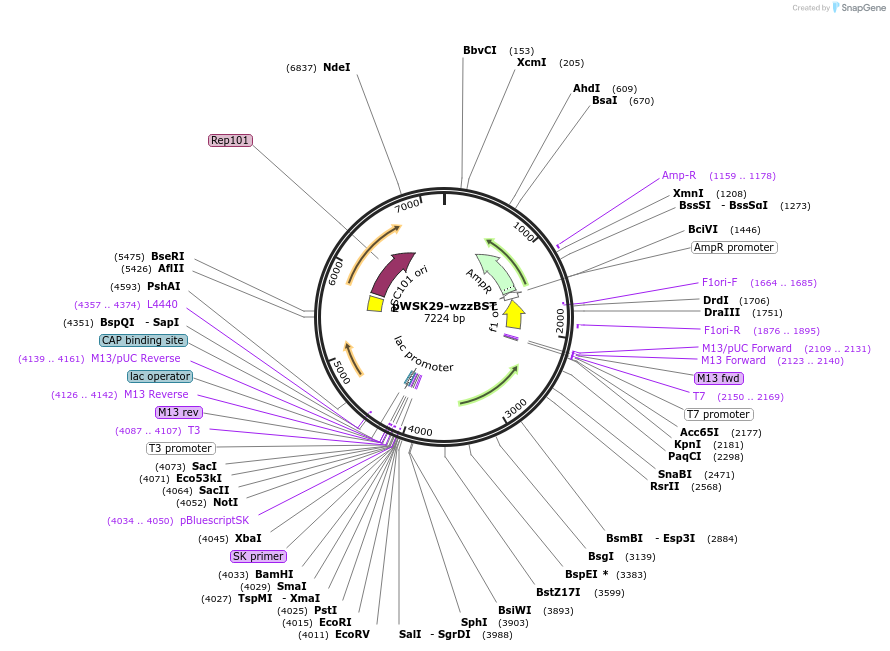 172968-plasmid-map-sequence-id-340811