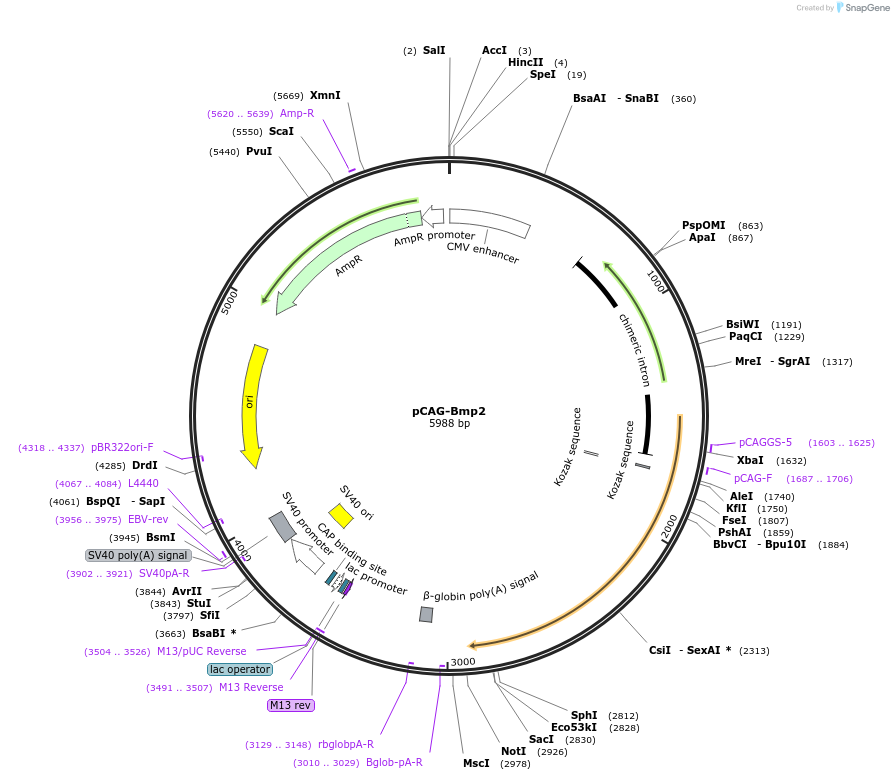 163587-plasmid-map-sequence-id-340818