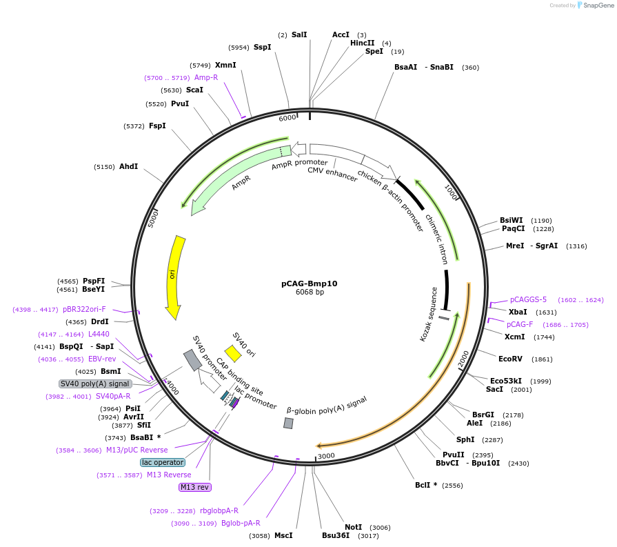 163593-plasmid-map-sequence-id-340819