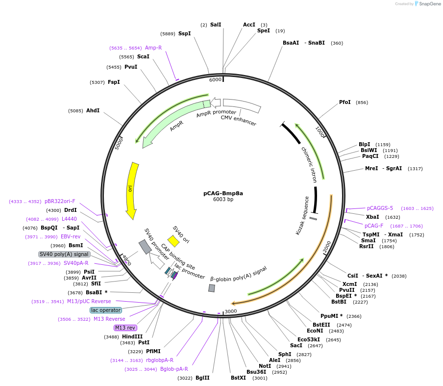 163592-plasmid-map-sequence-id-340821
