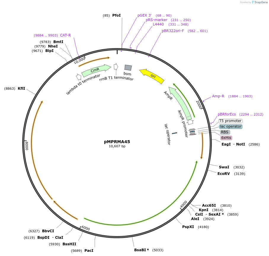 172934-plasmid-map-sequence-id-340822