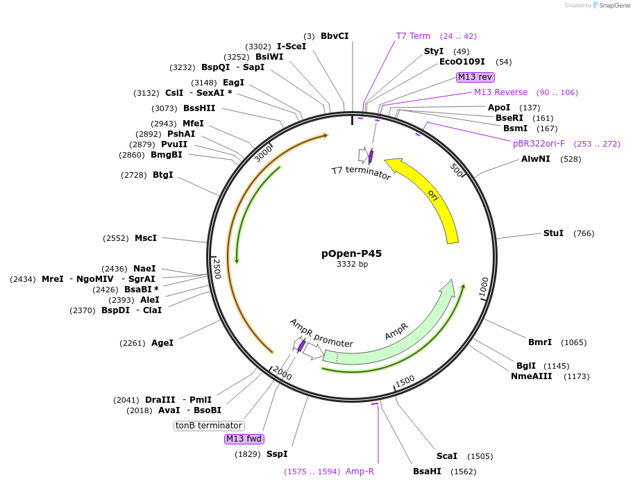 165570-plasmid-map-sequence-id-340824