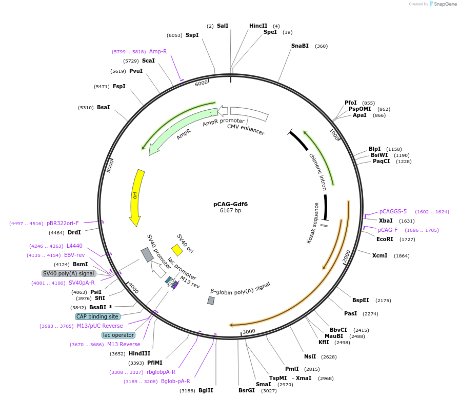163598-plasmid-map-sequence-id-340898