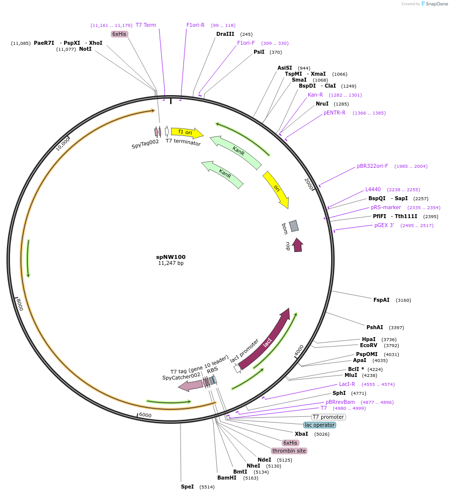 173488-plasmid-map-sequence-id-340901