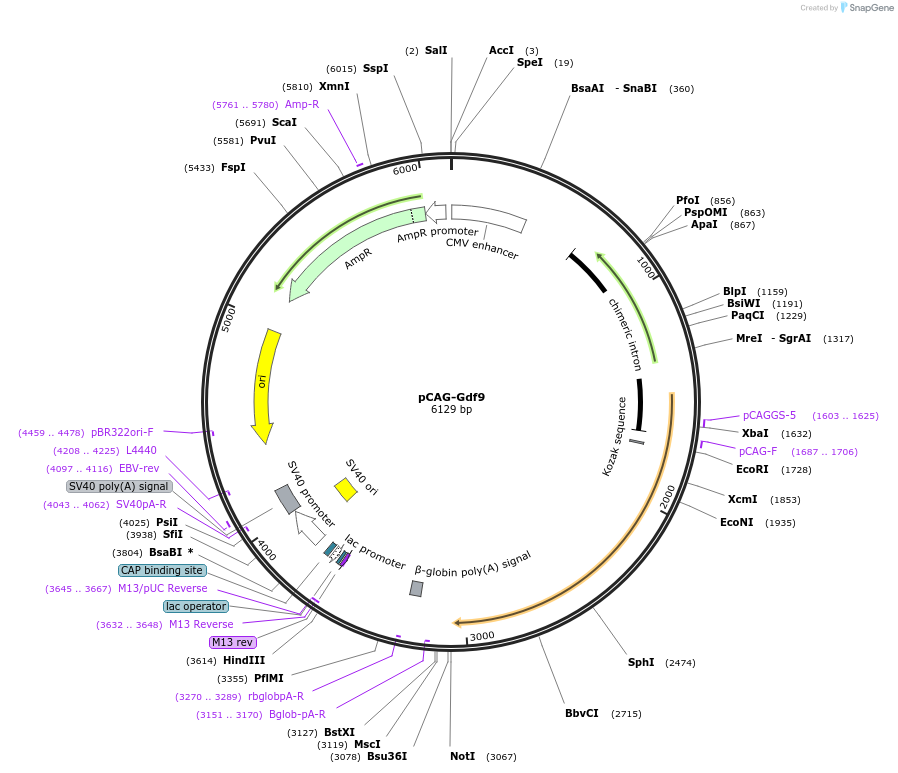 163599-plasmid-map-sequence-id-340909