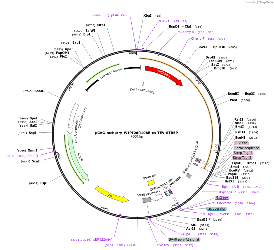 171842-plasmid-map-sequence-id-340910