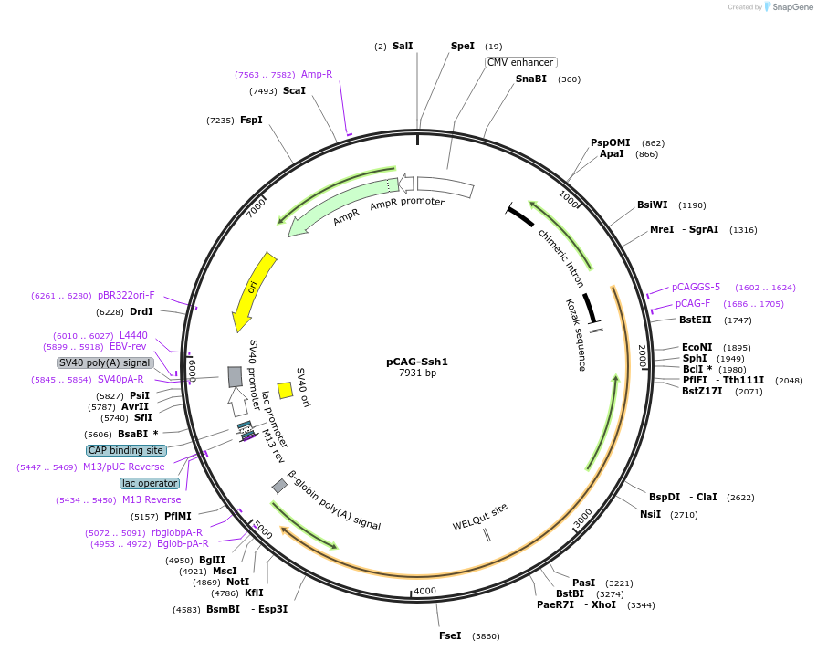 163602-plasmid-map-sequence-id-340916