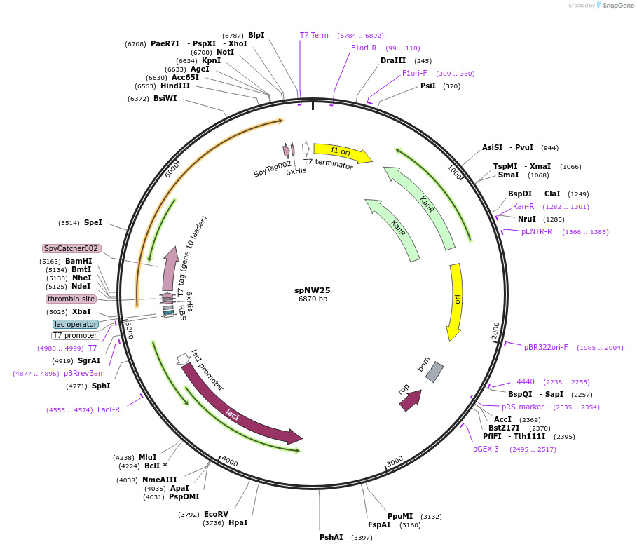 173484-plasmid-map-sequence-id-340917