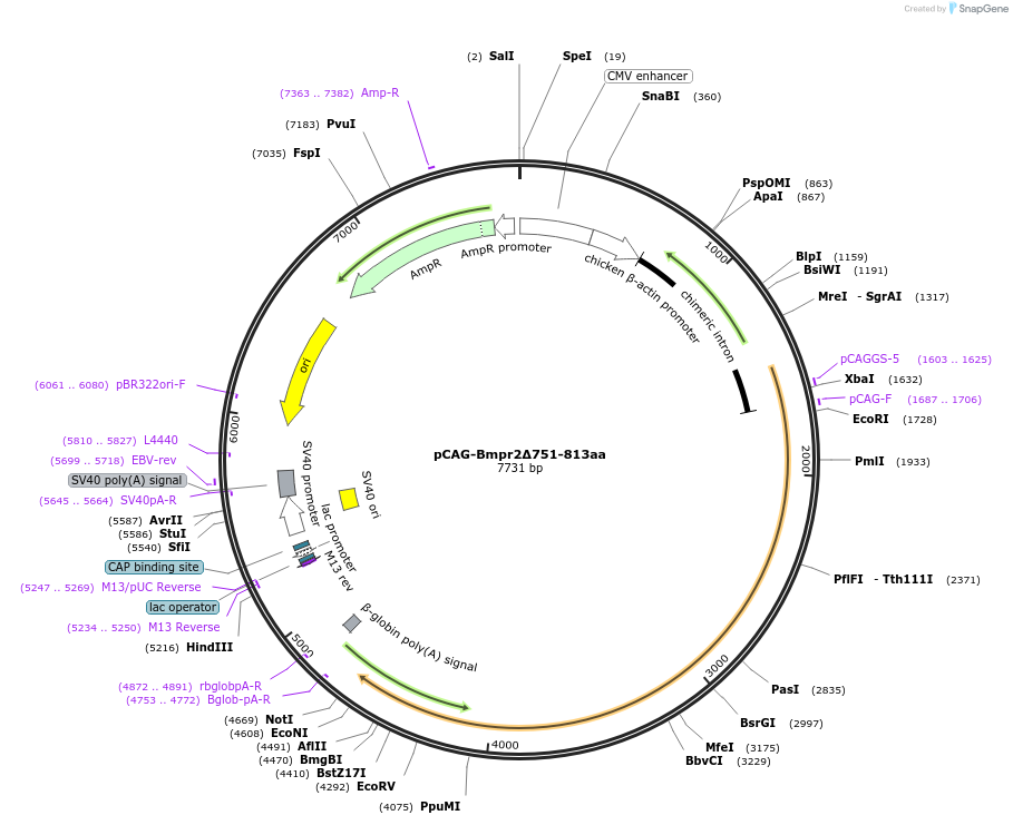 163603-plasmid-map-sequence-id-340918