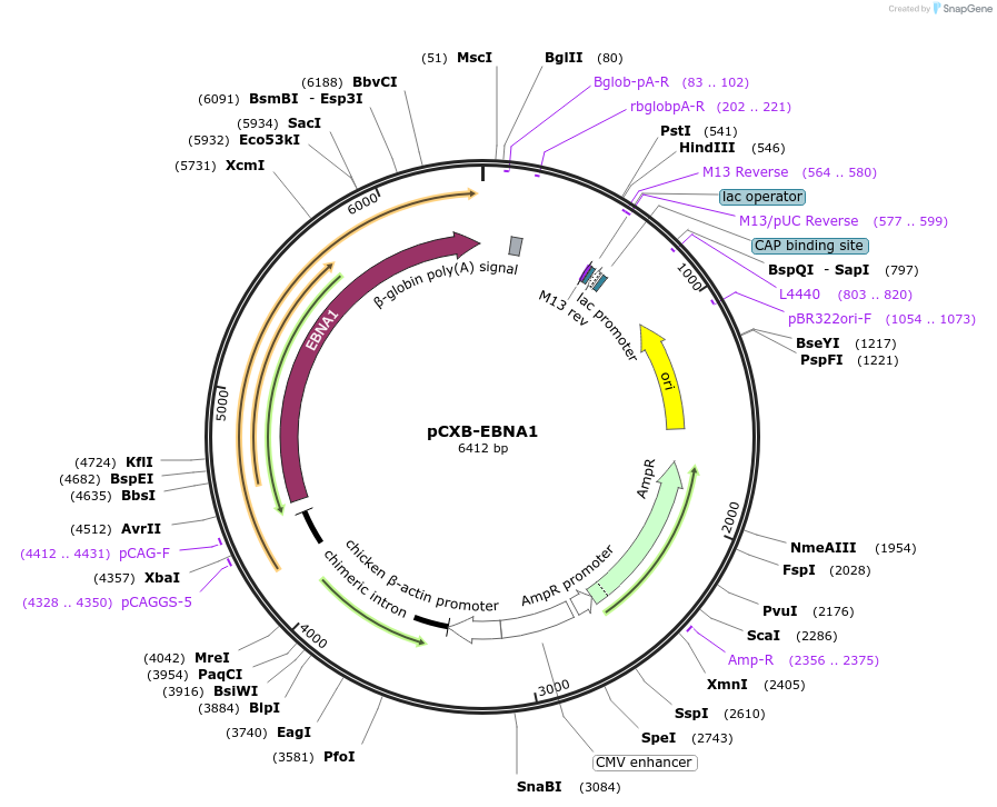 41857-plasmid-map-sequence-id-340919