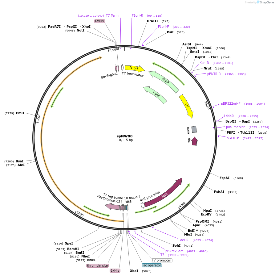 173487-plasmid-map-sequence-id-340922