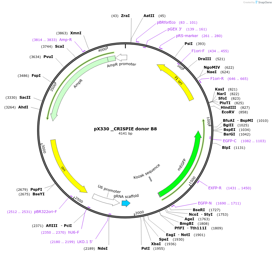 172849-plasmid-map-sequence-id-340928