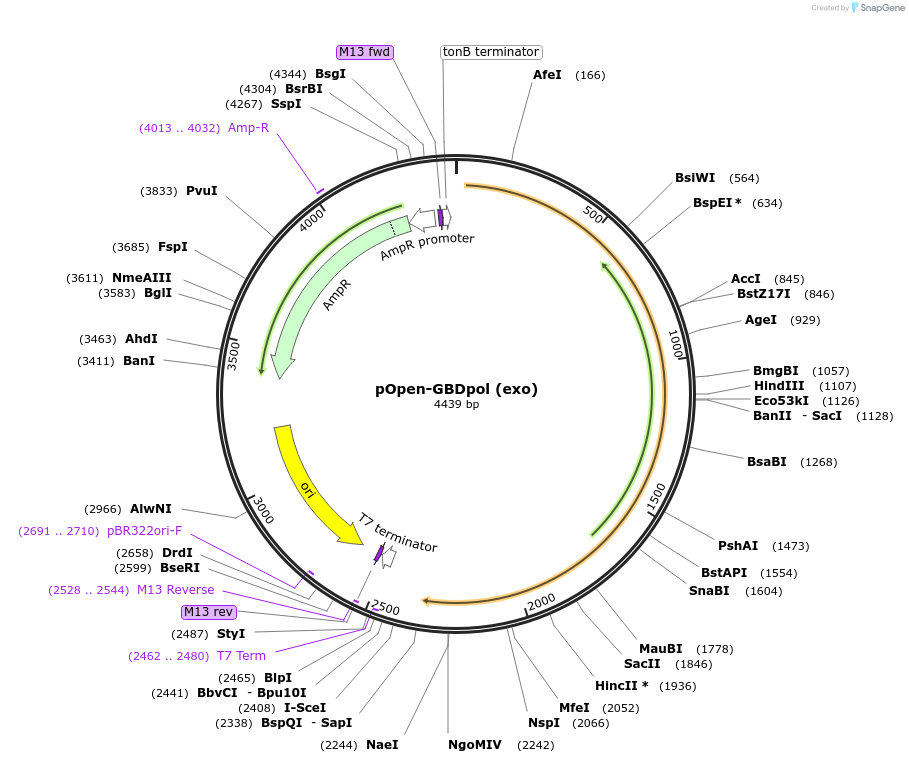 165572-plasmid-map-sequence-id-340932