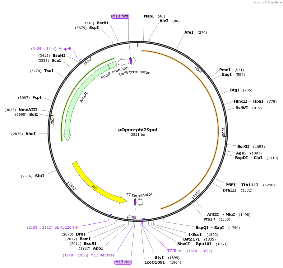 165573-plasmid-map-sequence-id-340935