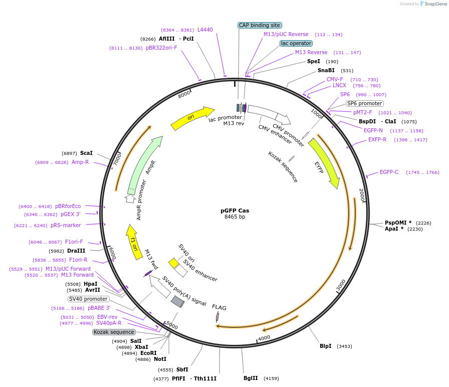 50729-plasmid-map-sequence-id-340937