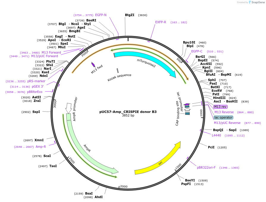 172844-plasmid-map-sequence-id-340938