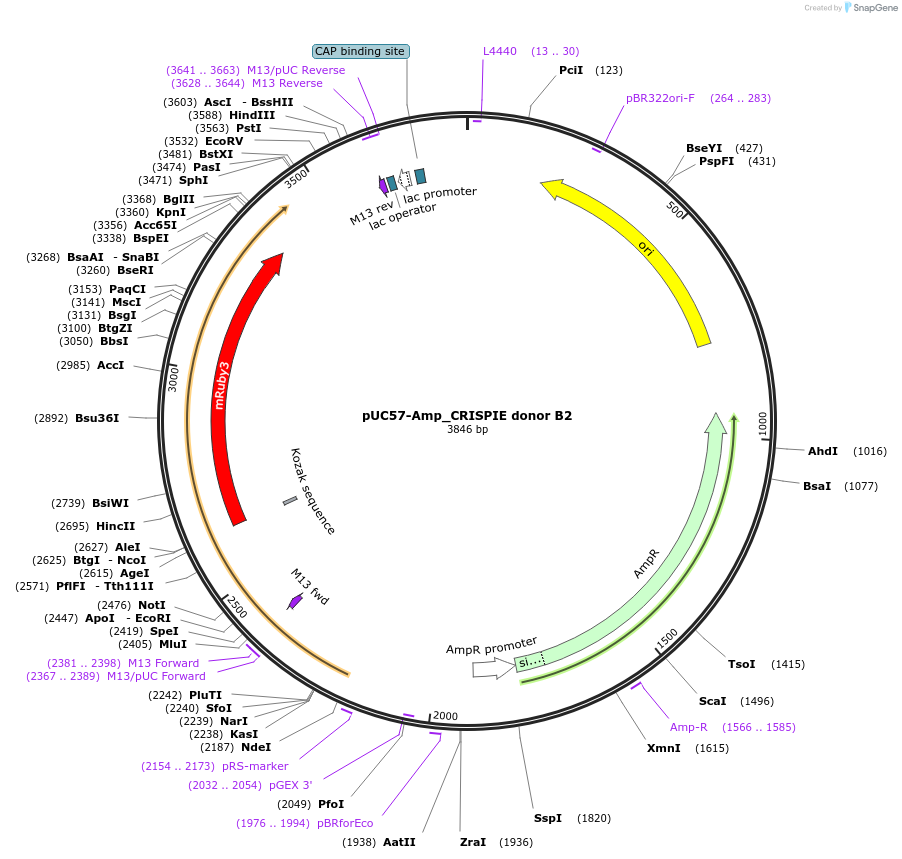 172843-plasmid-map-sequence-id-340940