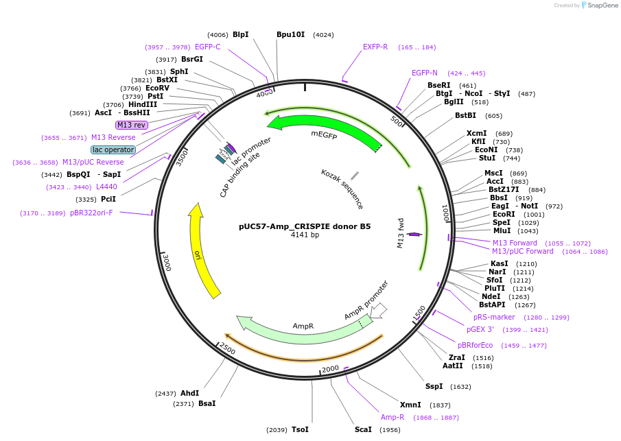 172846-plasmid-map-sequence-id-340979